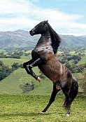 Čierny Kôň