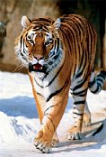 Tiger Sibírsky