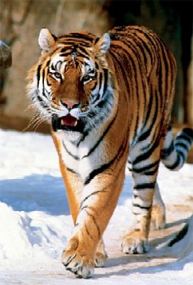 Tiger Sibírsky