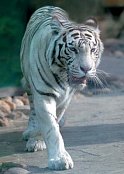 Biely Tiger